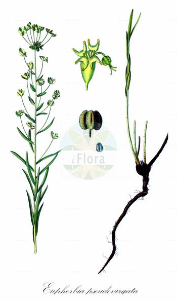 Euphorbia pseudovirgata