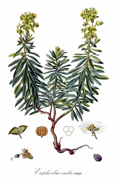 Euphorbia esula agg.
