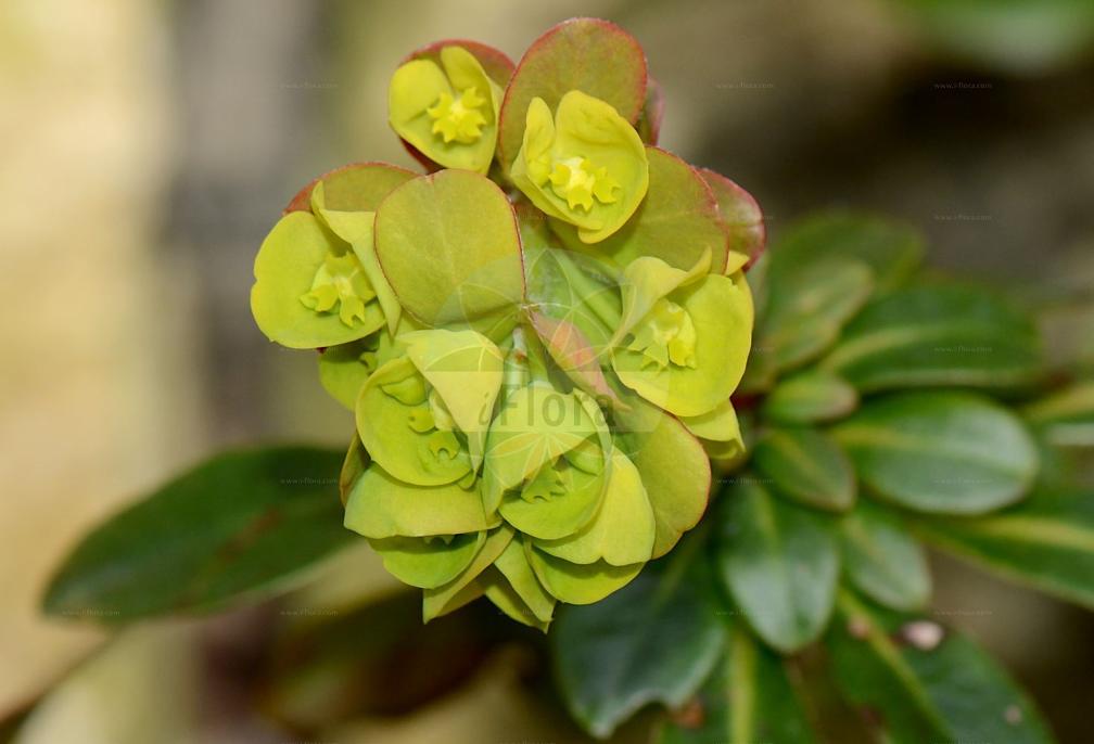 Euphorbia amygdaloides subsp. robbiae