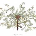 Astragalus austriacus