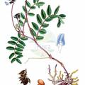 Astragalus norvegicus