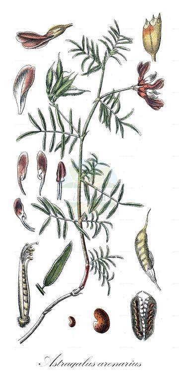 Astragalus arenarius