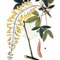 Laburnum alpinum