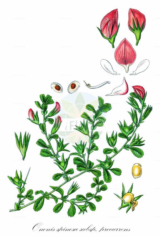 Ononis spinosa subsp. procurrens