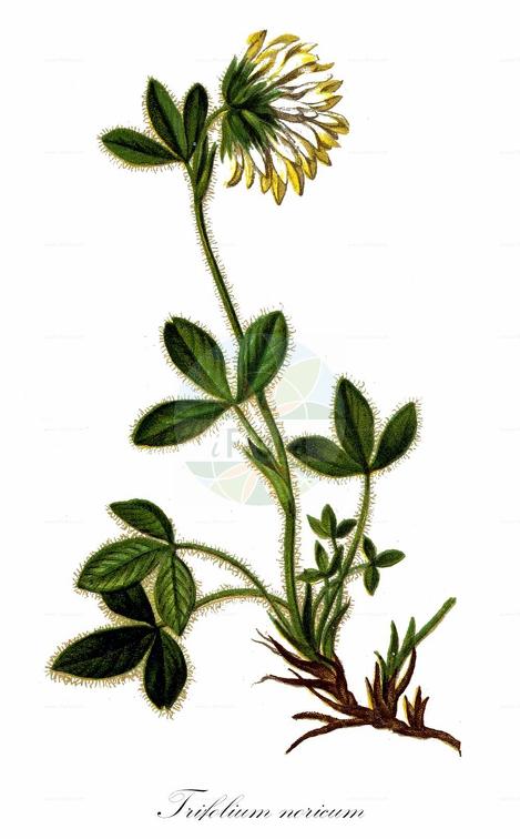 Trifolium noricum