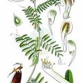 Vicia pannonica
