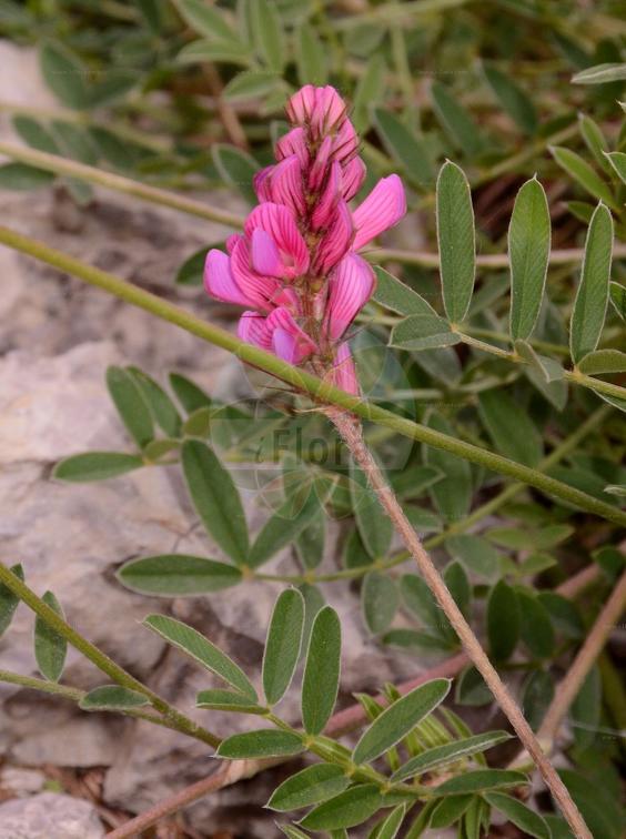 Onobrychis montana