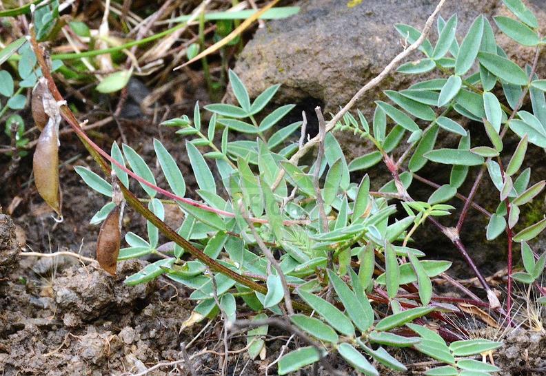 Astragalus australis