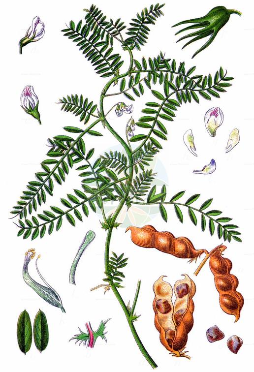 Vicia ervilia