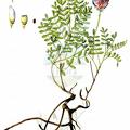 Astragalus vesicarius