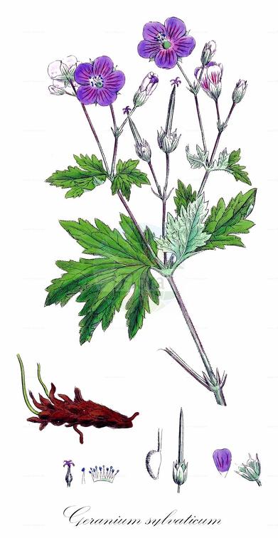 Geranium sylvaticum