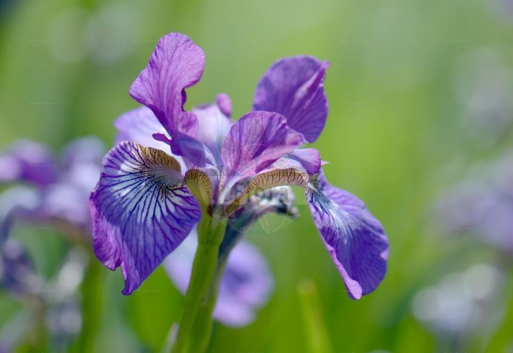 Iris germanica agg.