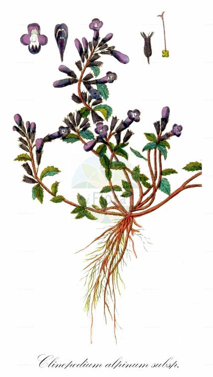 Clinopodium alpinum subsp. alpinum