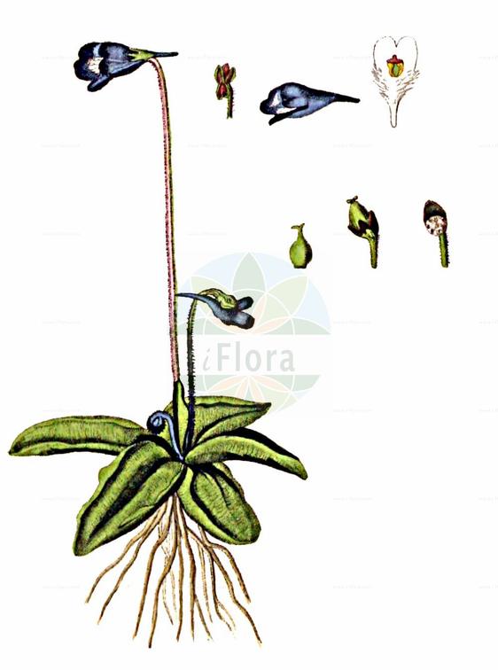 Pinguicula vulgaris