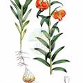 Lilium carniolicum
