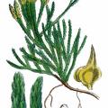 Lycopodium alpinum