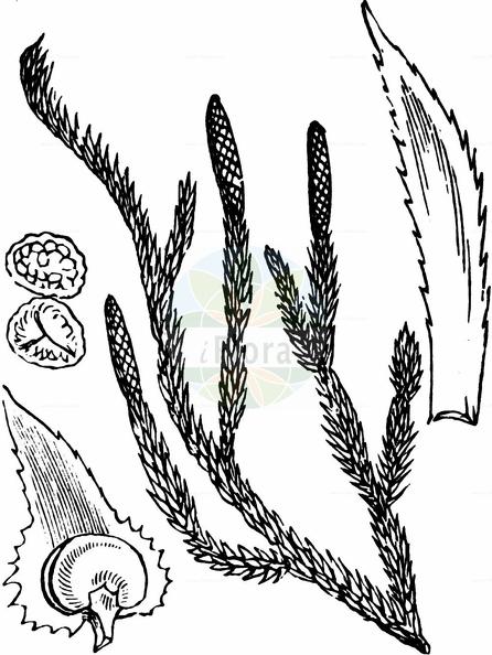 Lycopodium annotinum