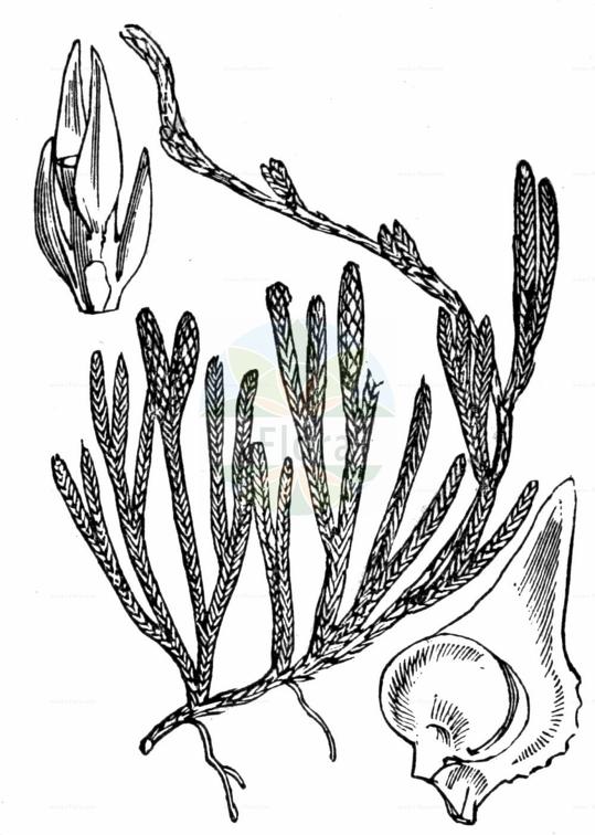 Lycopodium alpinum