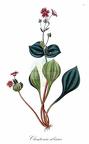 Montiaceae