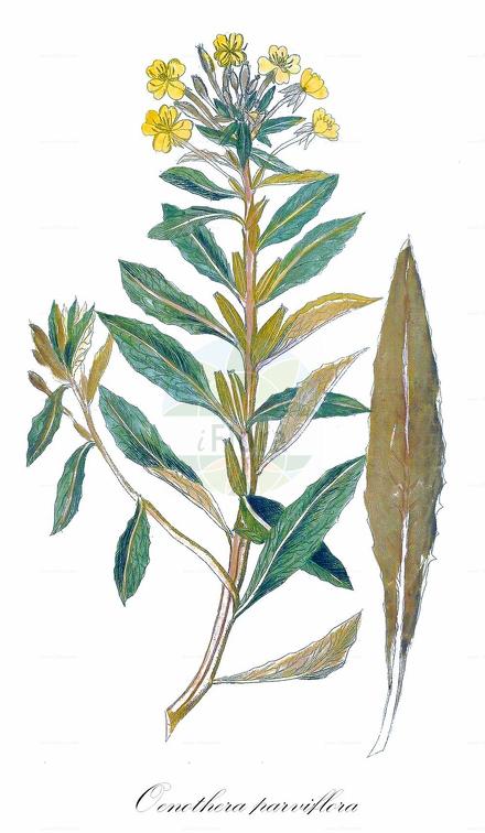 Oenothera parviflora agg.