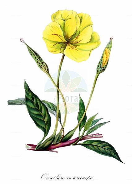Oenothera macrocarpa