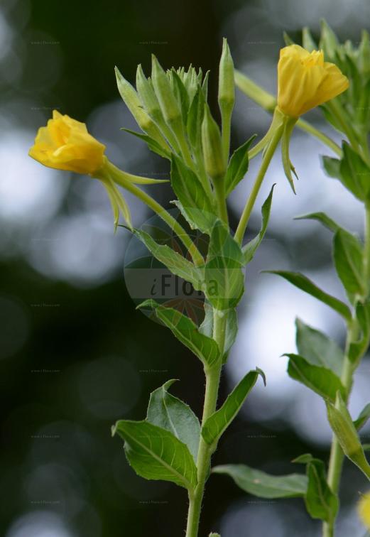 Oenothera victorinii