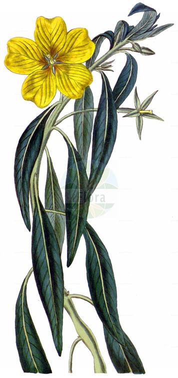 Ludwigia grandiflora