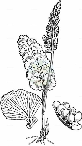 Botrychium lunaria