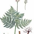 Botrychium virginianum