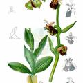 Ophrys holosericea