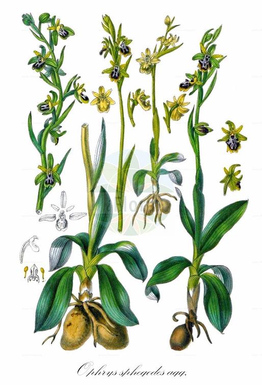 Ophrys sphegodes agg.