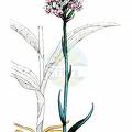 Dactylorhiza maculata agg.