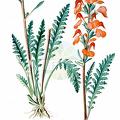 Pedicularis rostratospicata