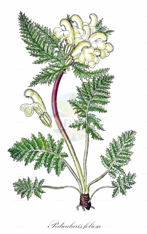 Pedicularis foliosa