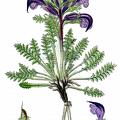 Pedicularis asplenifolia