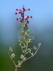 Fumaria officinalis subsp. officinalis