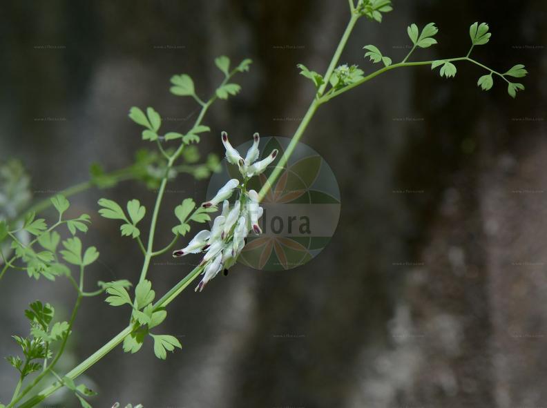 Ceratocapnos claviculata subsp. claviculata