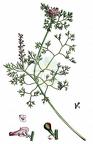 Fumaria densiflora