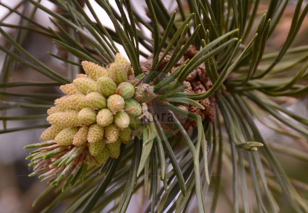 Pinus mugo subsp. rotundata