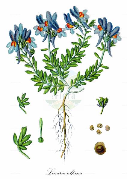 Linaria alpina