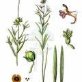 Linaria arvensis