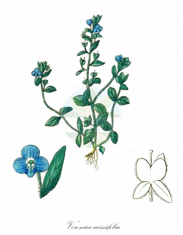 Veronica acinifolia