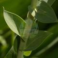 Linaria genistifolia subsp. dalmatica