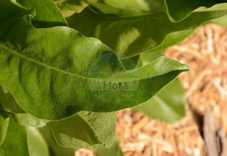 Limonium vulgare