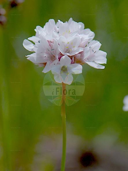 Armeria alpina subsp. alpina