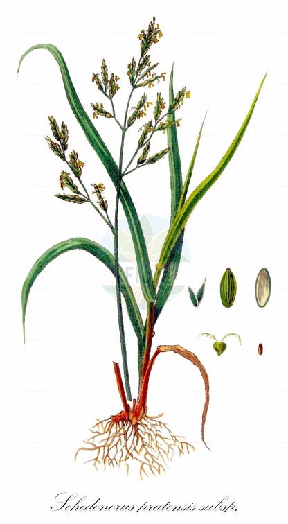 Schedonorus pratensis subsp. apenninus
