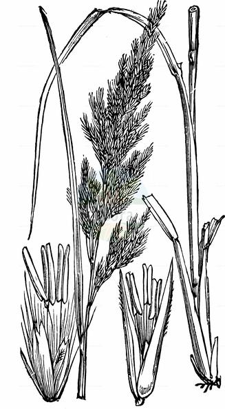 Calamagrostis epigejos