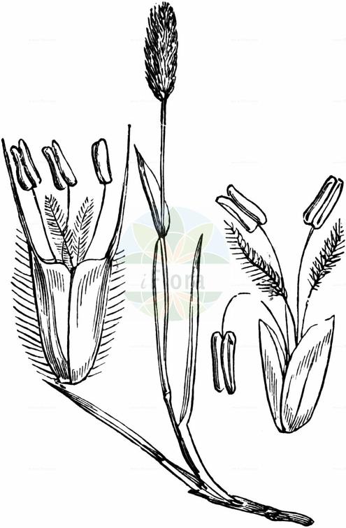 Phleum alpinum