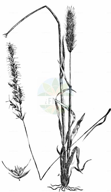 Trisetum spicatum subsp. ovatipaniculatum
