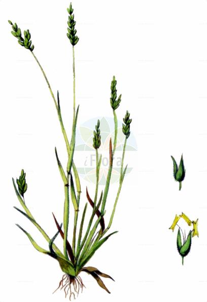 Milium vernale subsp. scabrum
